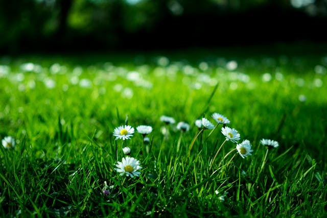 gras in tuin