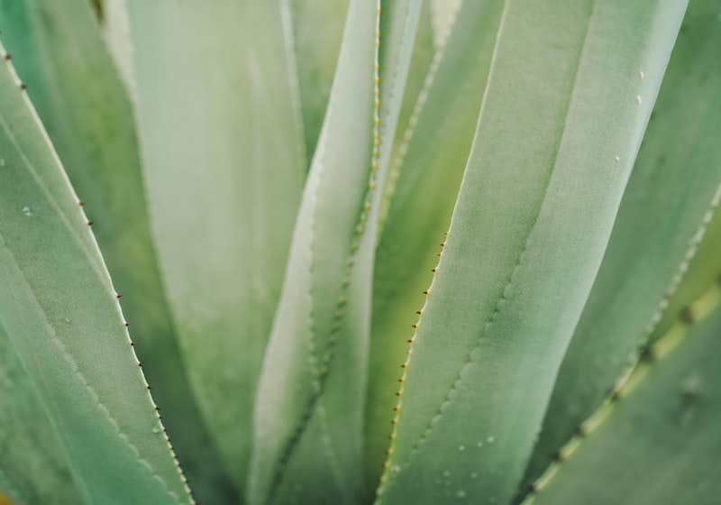 Ananasplant