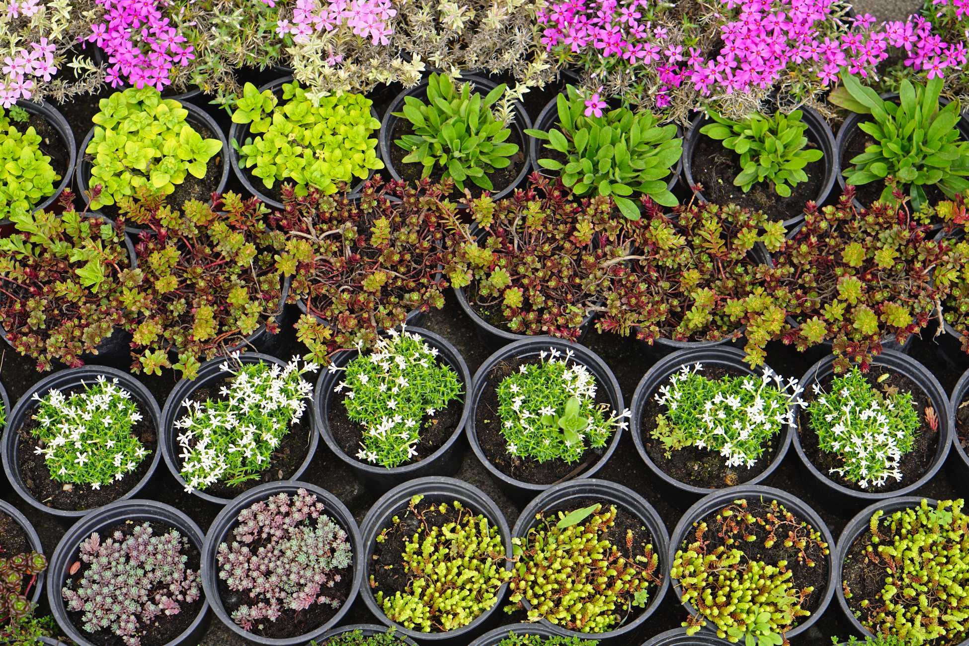 Plantenkwekerij Vechtdal Plantenkwekerij Vechtdal