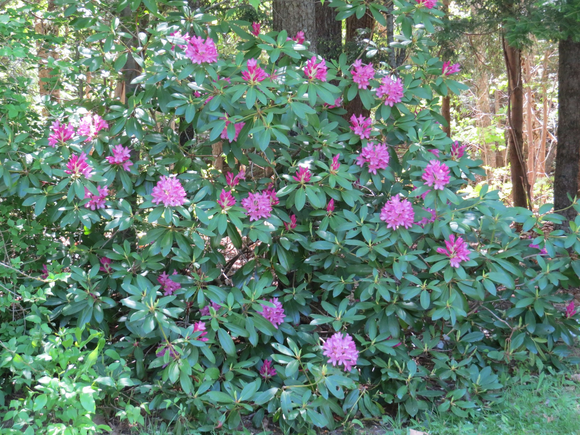 rhododendron