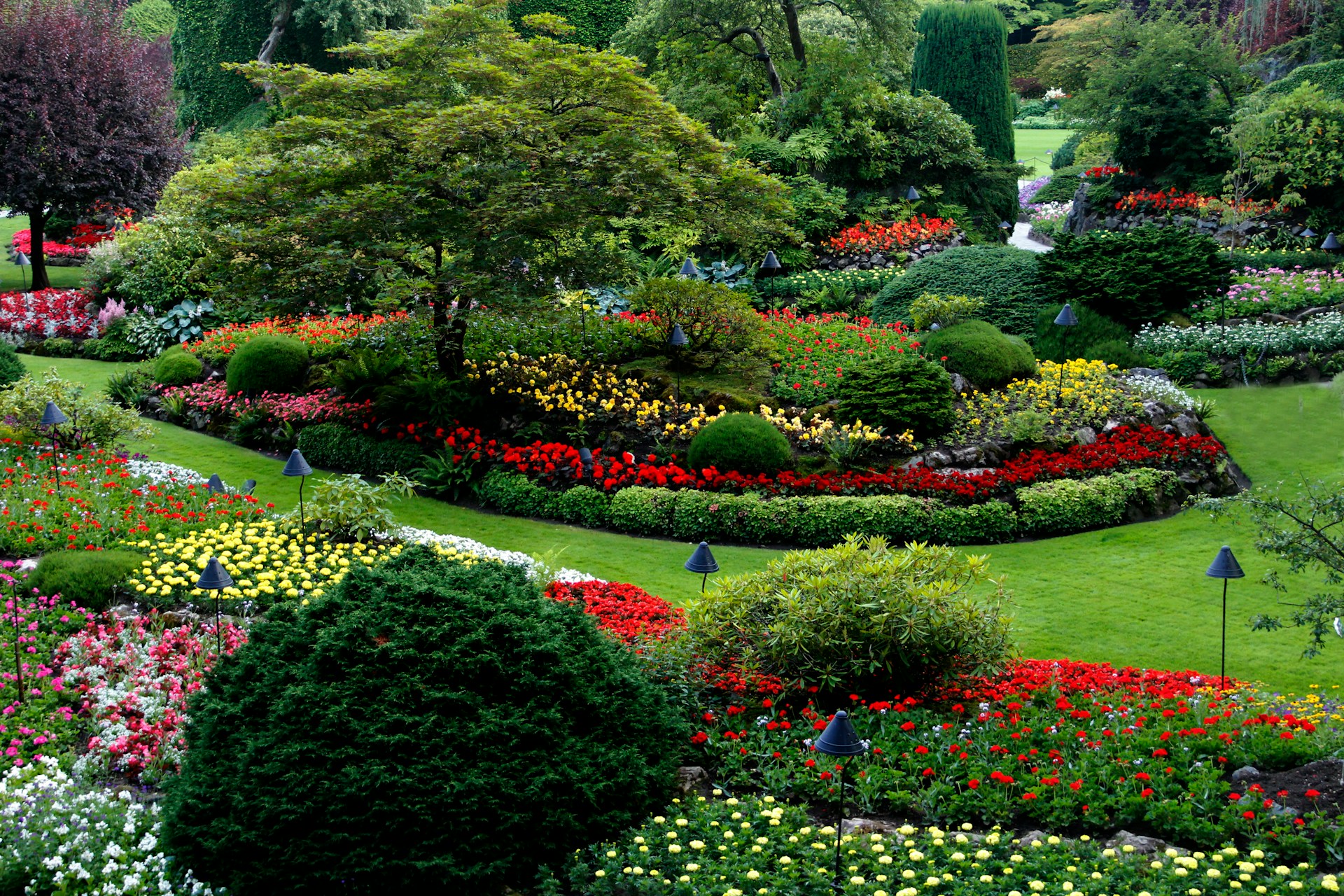 siergrassen plantenbloemenshop.nl